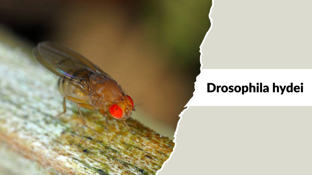 Drosophila hydei