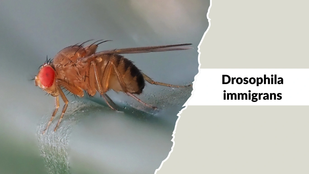 Drosophila immigrans