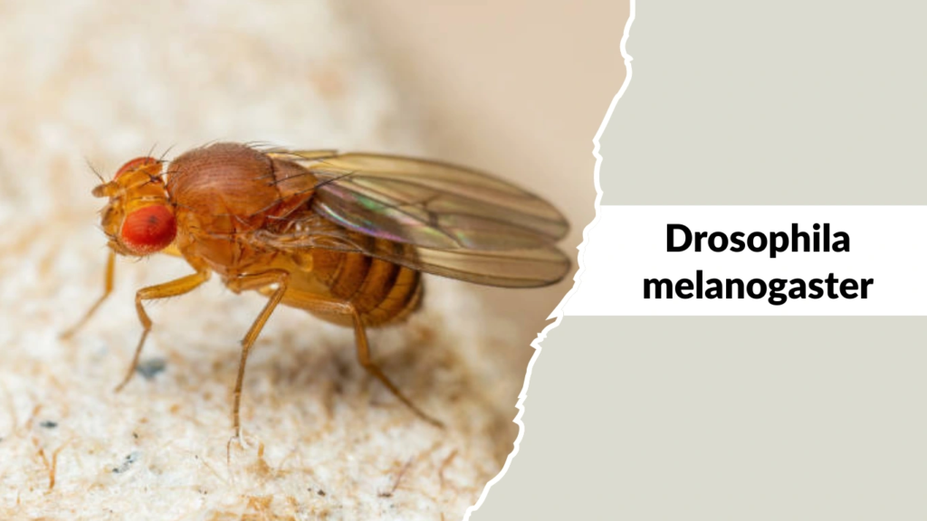 Drosophila melanogaster