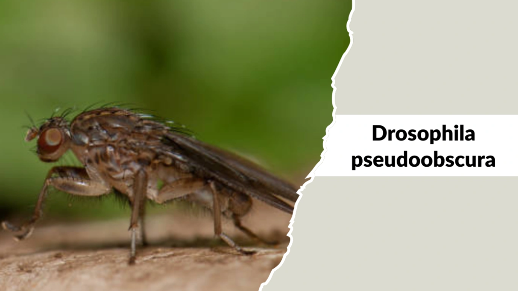 Drosophila pseudoobscura