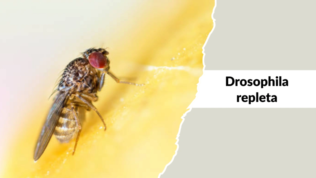 Drosophila repleta