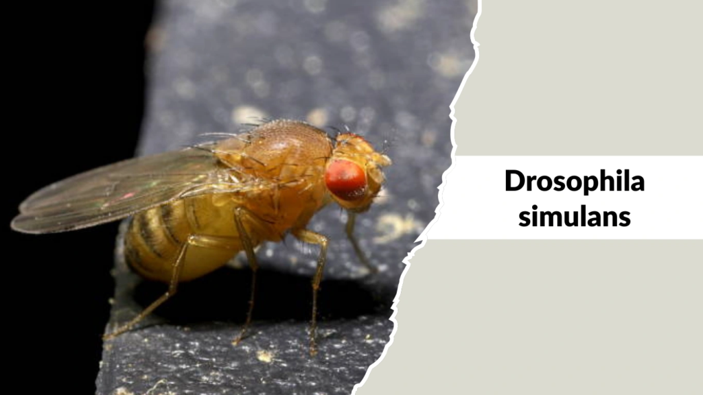 Drosophila simulans