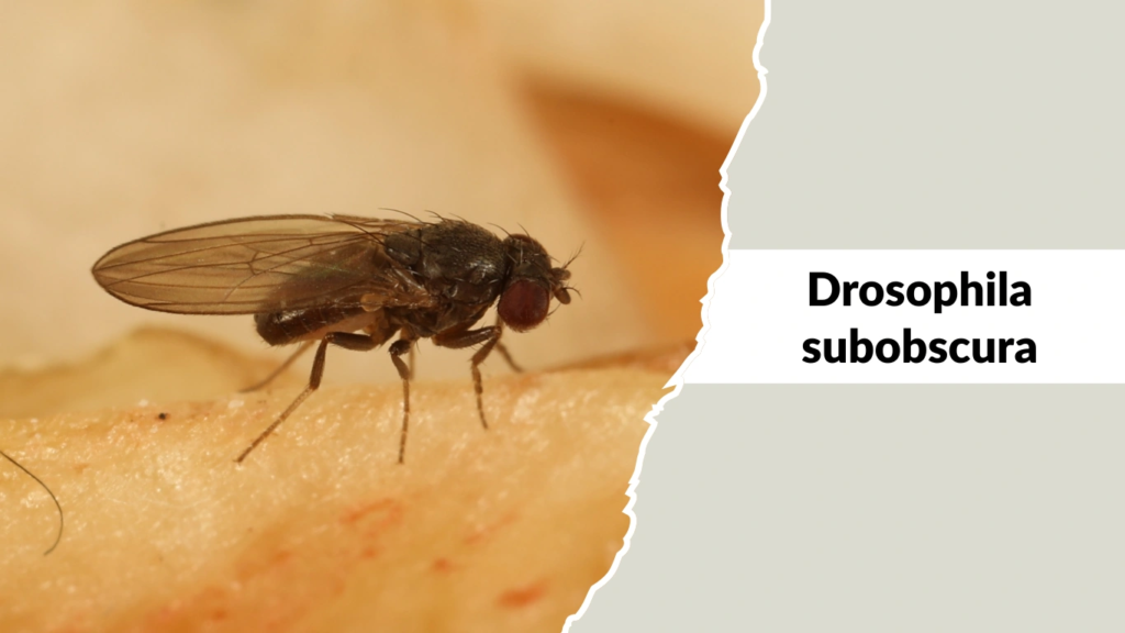 Drosophila subobscura