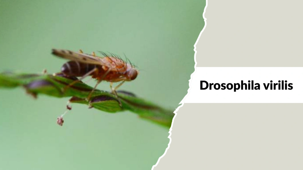 Drosophila virilis
