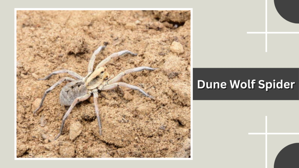 Dune Wolf Spider