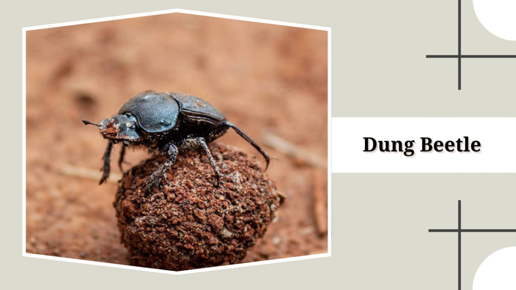 Dung Beetle