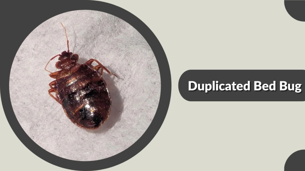 Duplicated Bed Bug