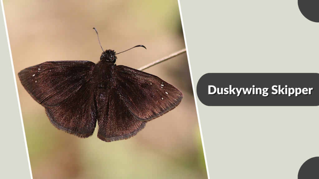 Duskywing Skipper