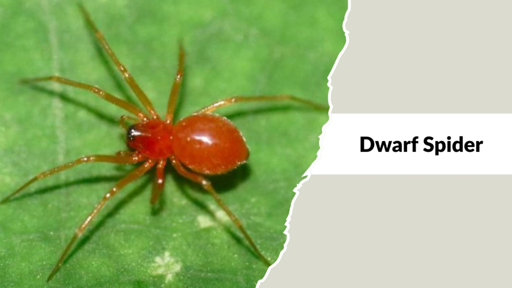 Dwarf Spider