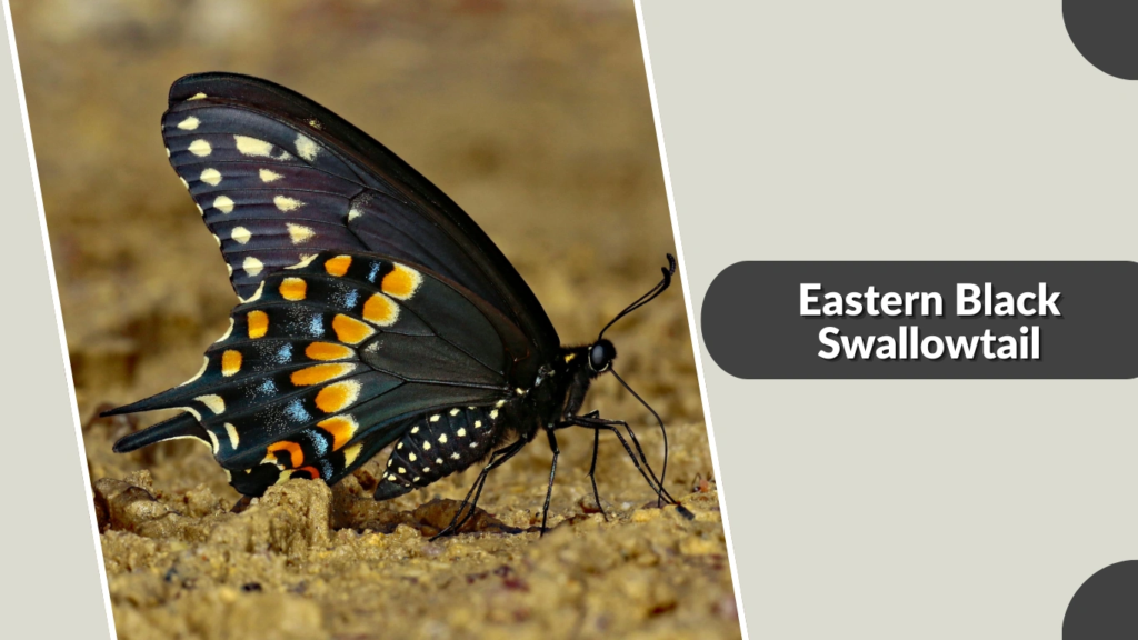 Eastern Black Swallowtail
