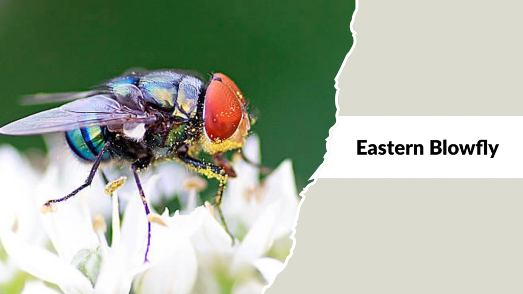 Eastern Blowfly