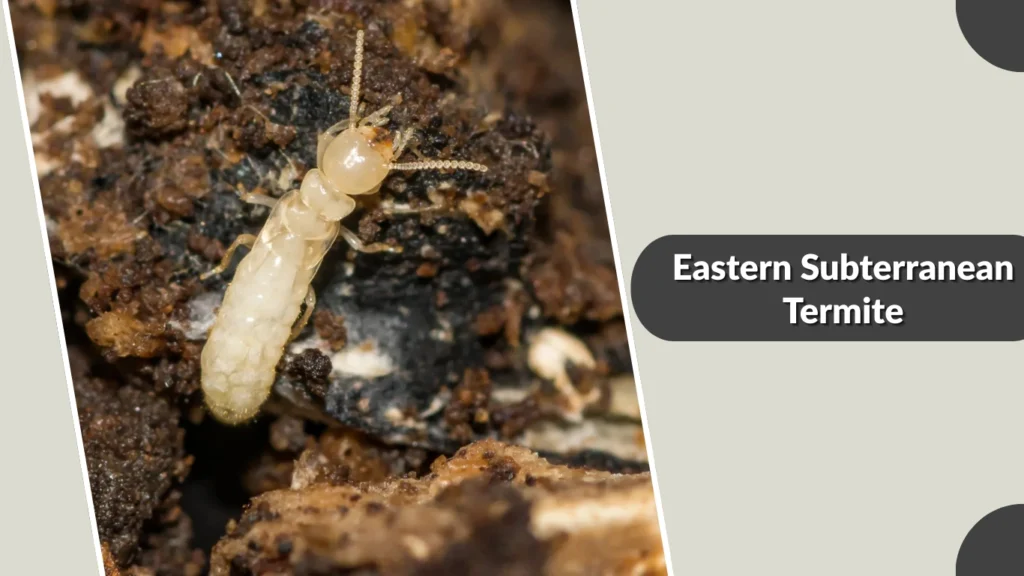 Eastern Subterranean Termite