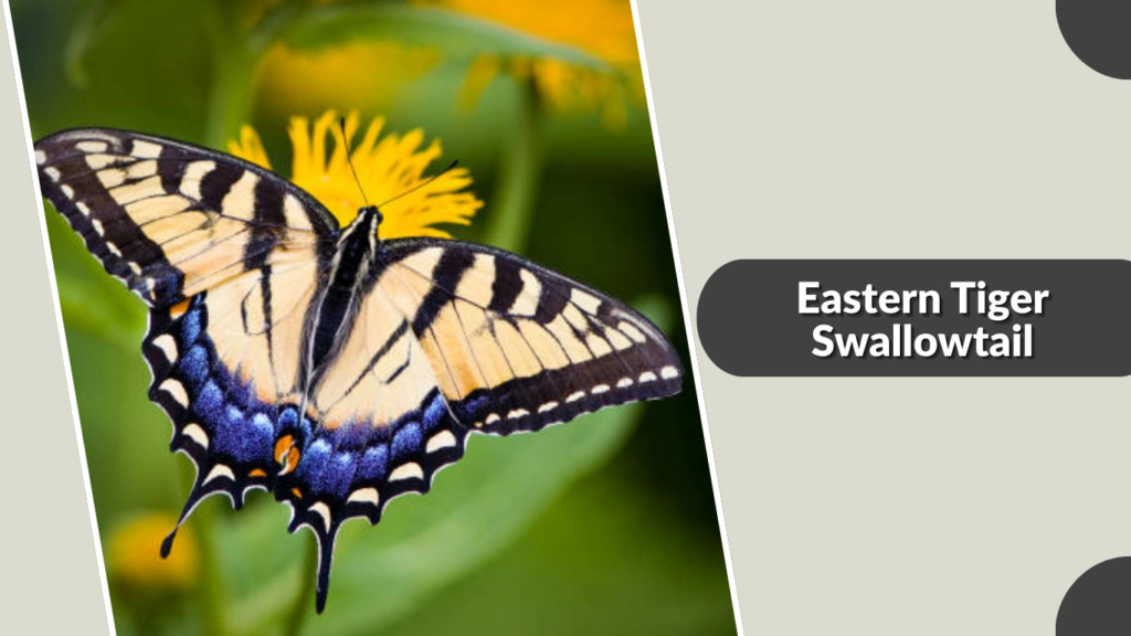 Eastern Tiger Swallowtail
