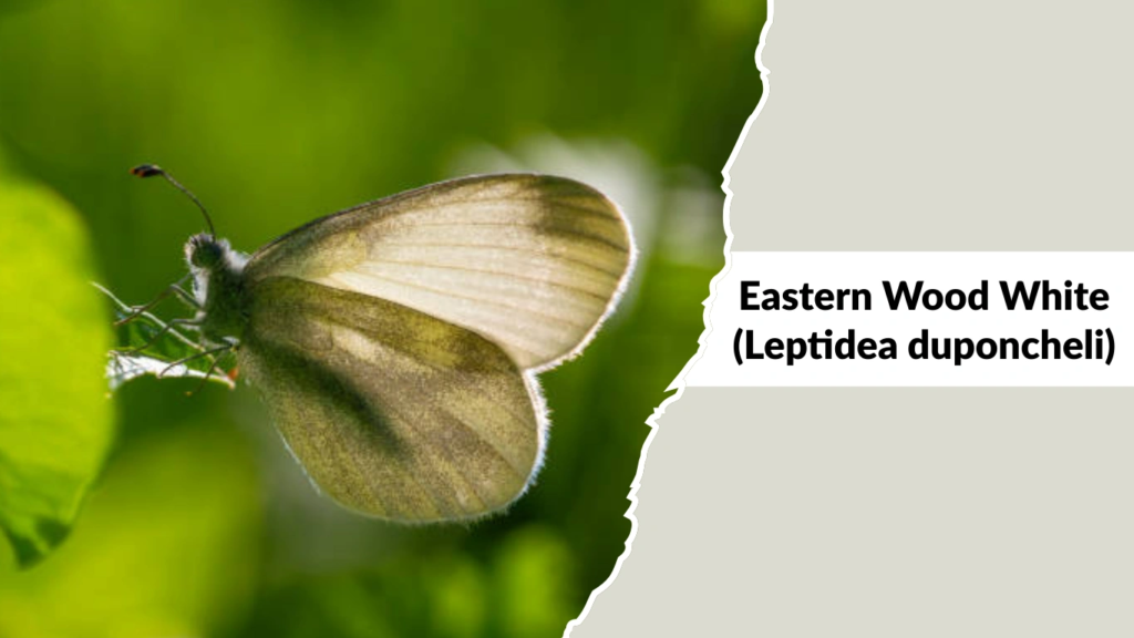 Eastern Wood White (Leptidea duponcheli)