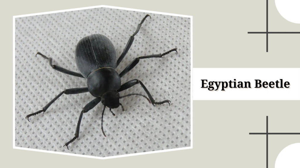 Egyptian Beetle