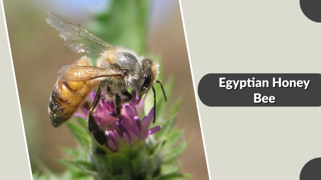 Egyptian Honey Bee