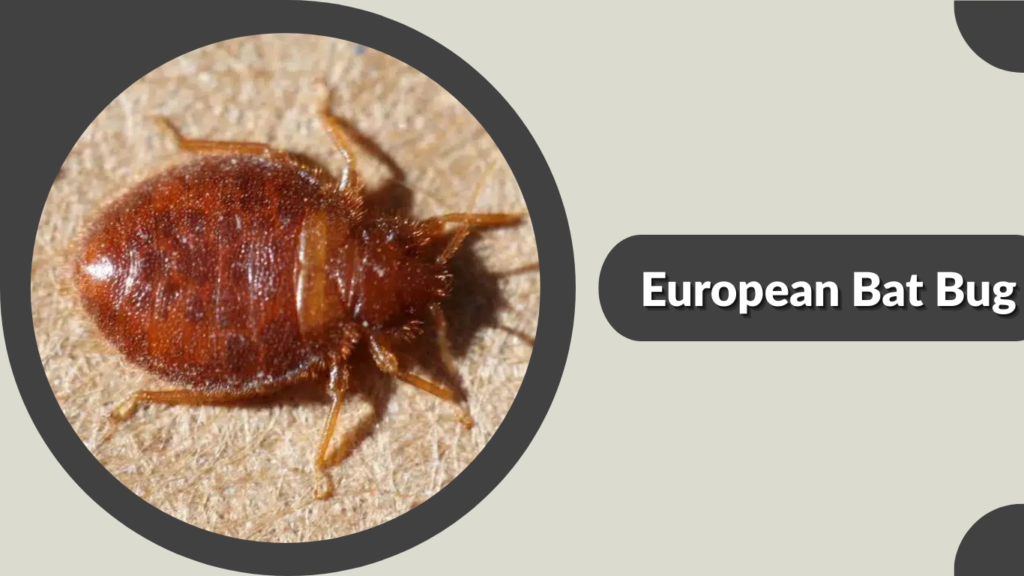European Bat Bug
