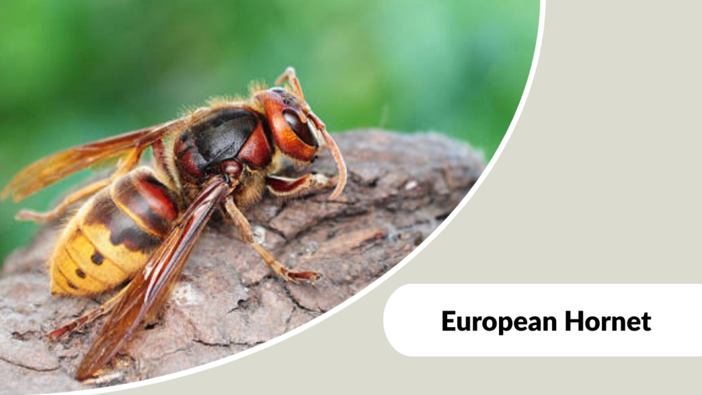 European Hornet
