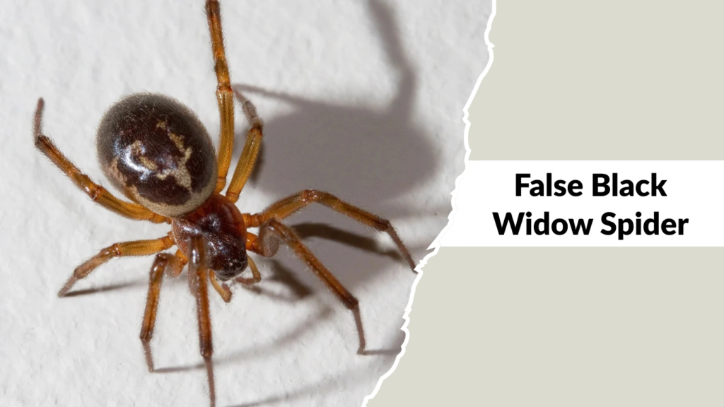 False Black Widow Spider