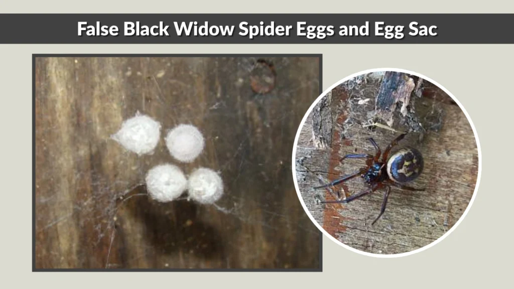 False Black Widow Spider Eggs and Egg Sac