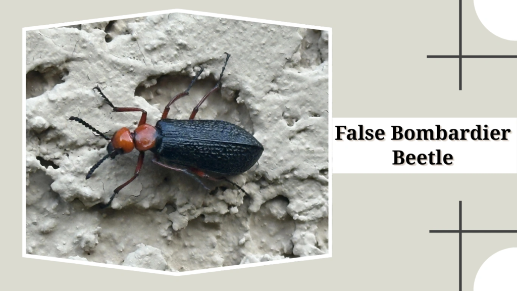 False Bombardier Beetle