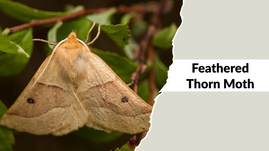 Feathered Thorn Moth