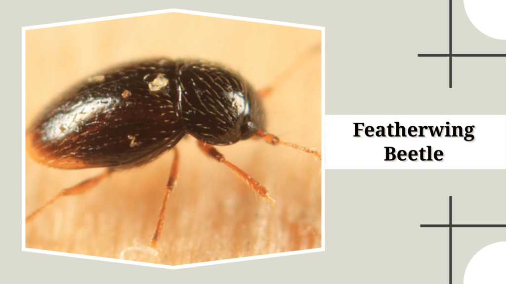 Featherwing Beetle