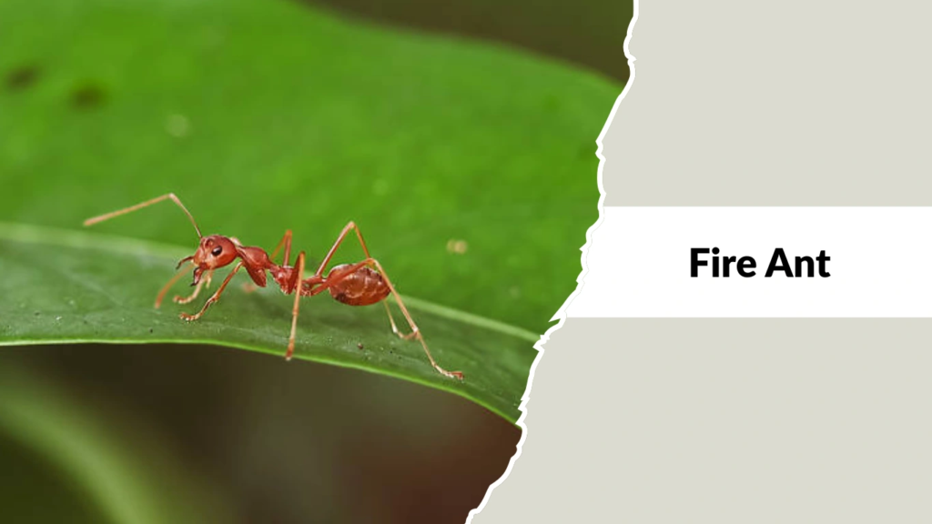 Fire Ant