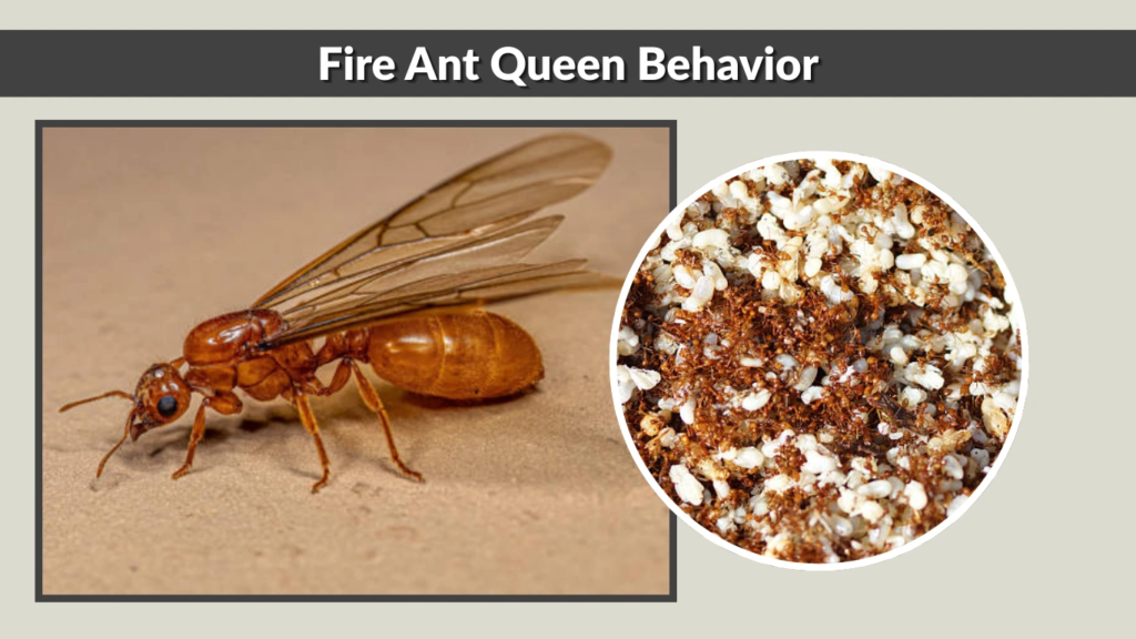 Fire Ant Queen Behavior