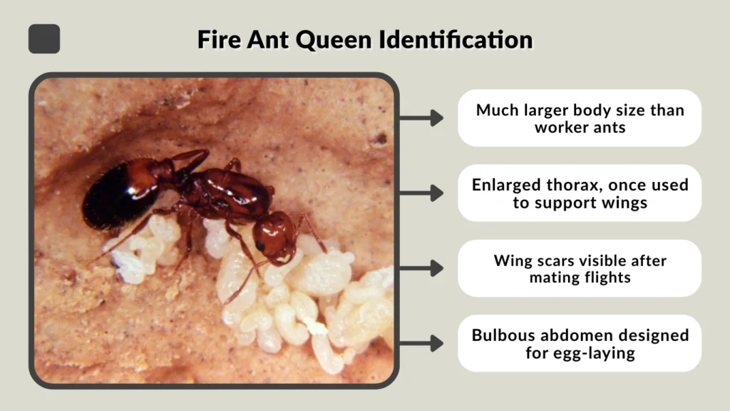 Fire Ant Queen Identification