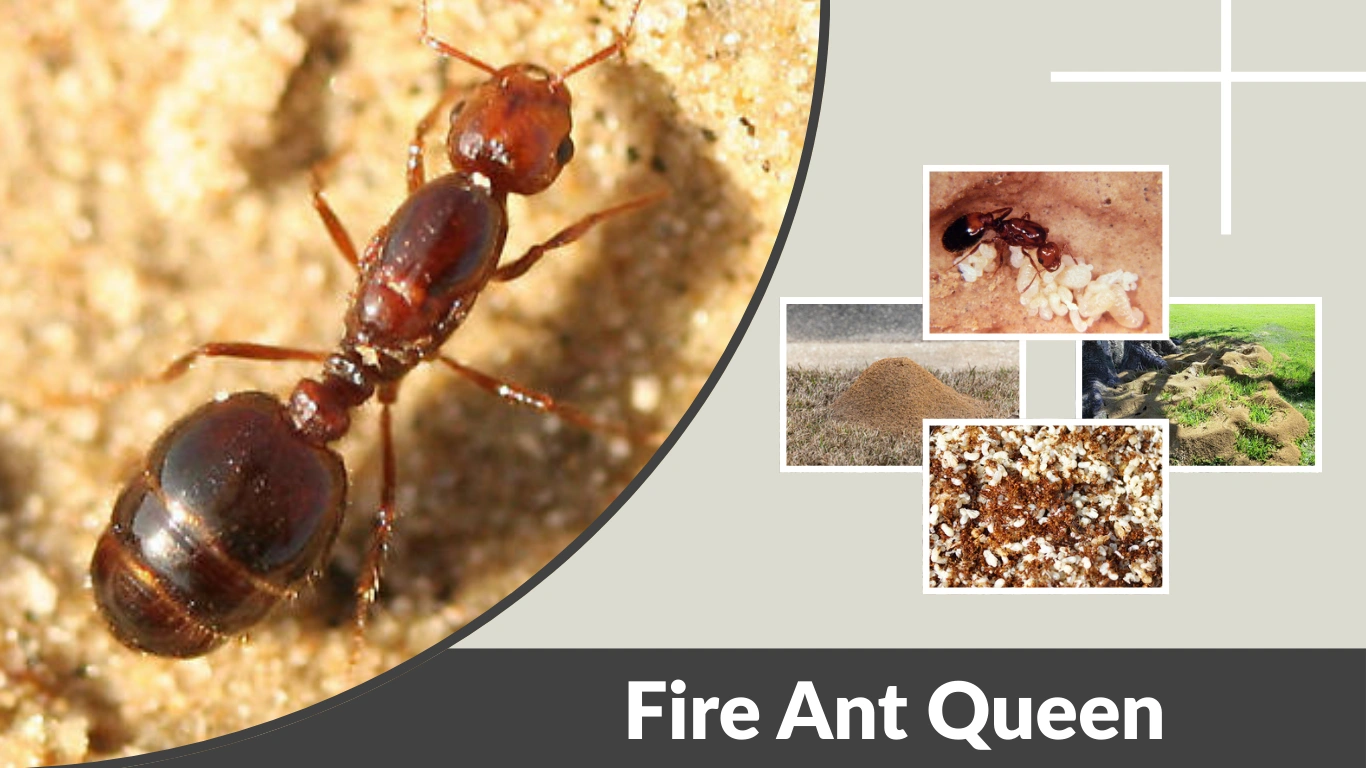 Fire Ant Queen Identification, Habitat, Behavior, and Life Cycle