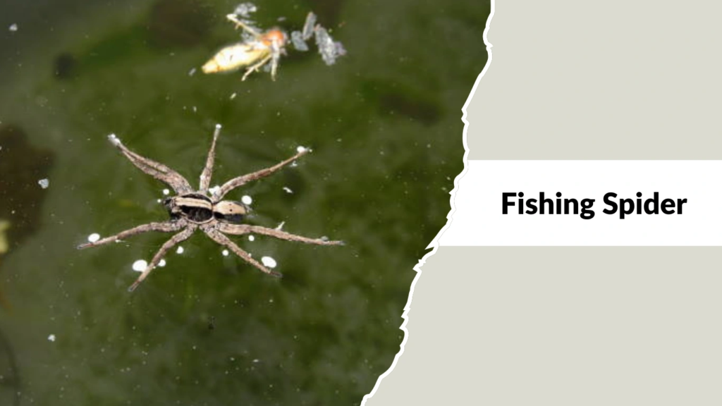 Fishing Spider