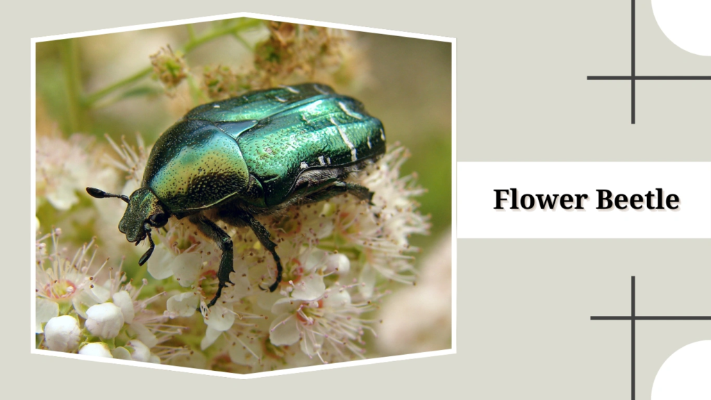 Flower Beetle
