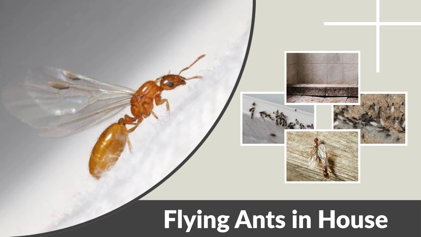 Flying Ants in House What Should You Do Immediately