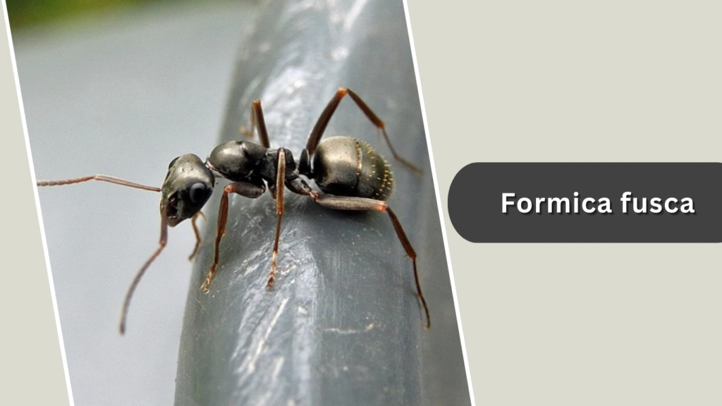 Formica fusca