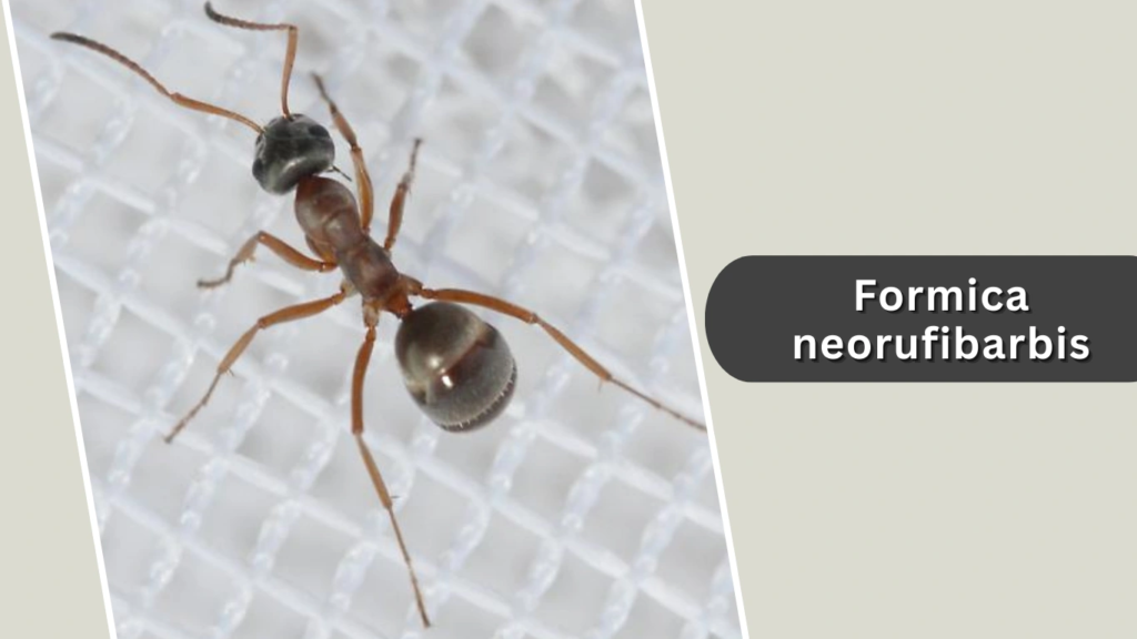 Formica neorufibarbis