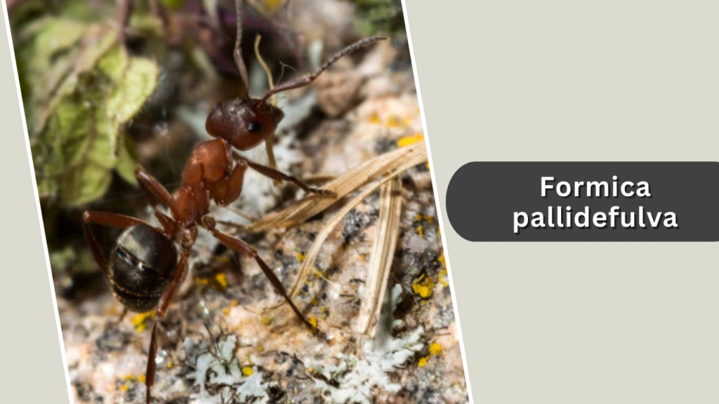 Formica pallidefulva