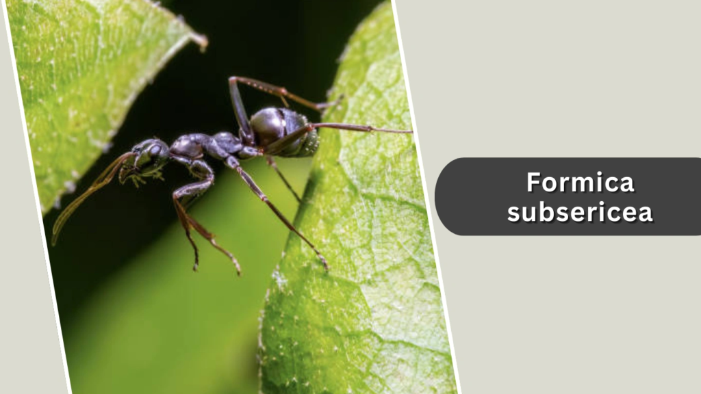 Formica subsericea