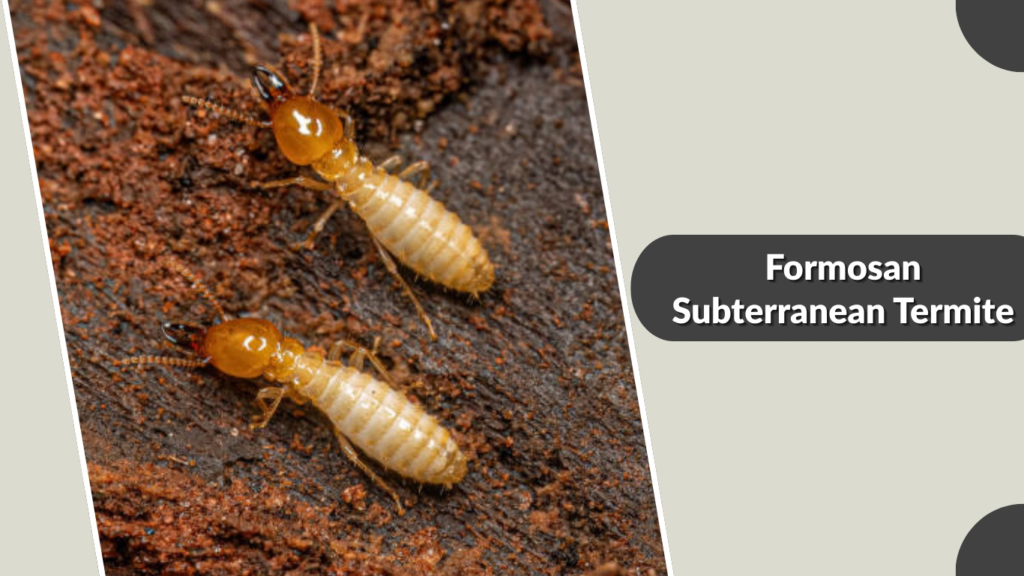 Formosan Subterranean Termite