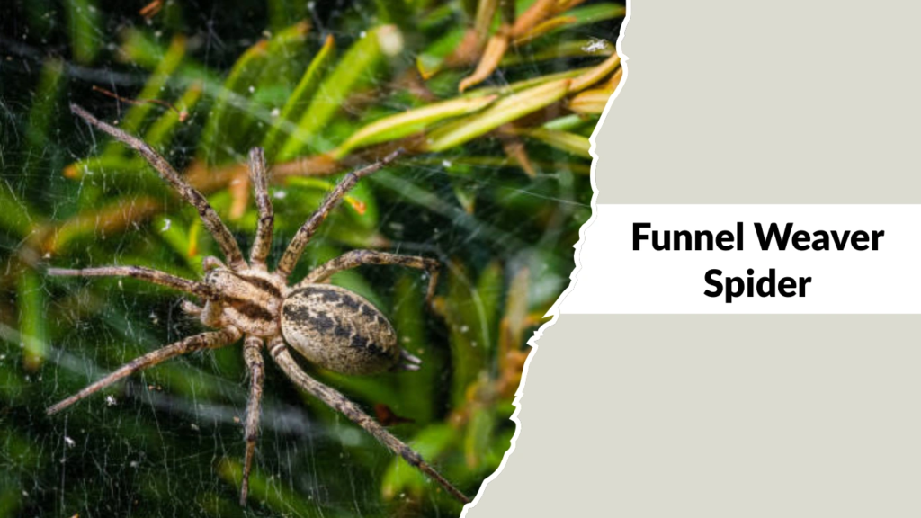 Funnel Weaver Spider