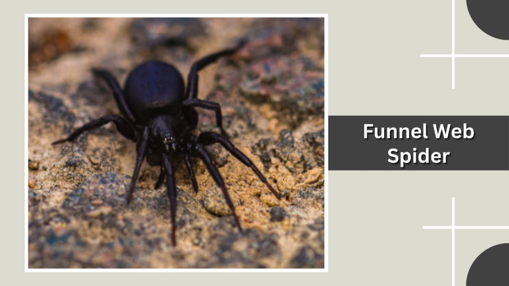 Funnel Web Spider