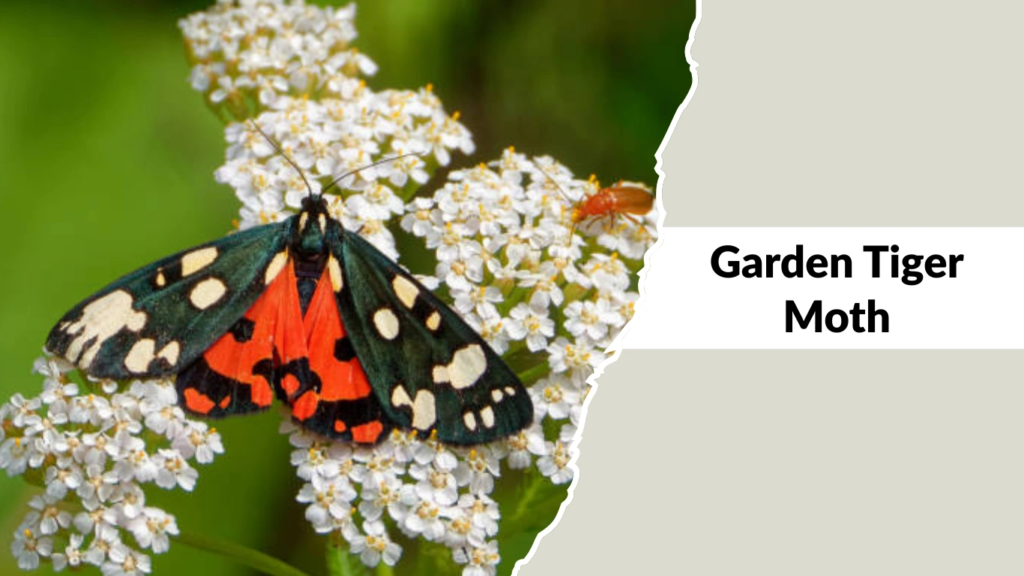 Garden Tiger Moth