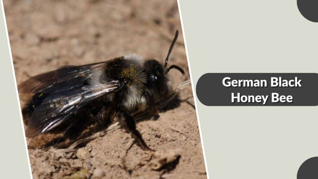 German Black Honey Bee