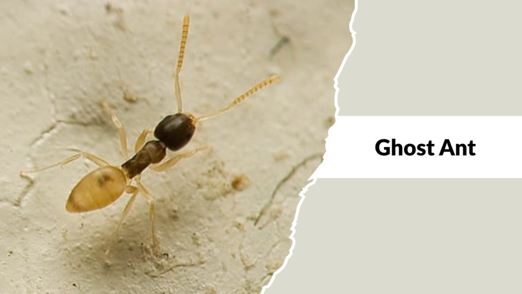 Ghost Ants