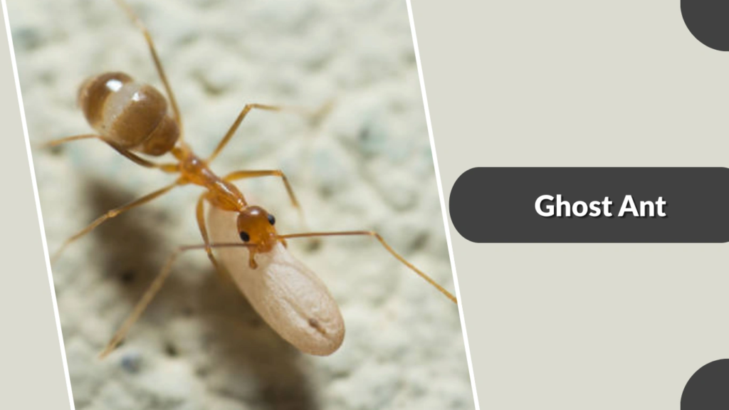Ghost Ant