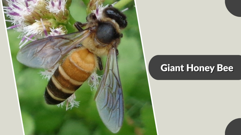 Giant Honey Bee