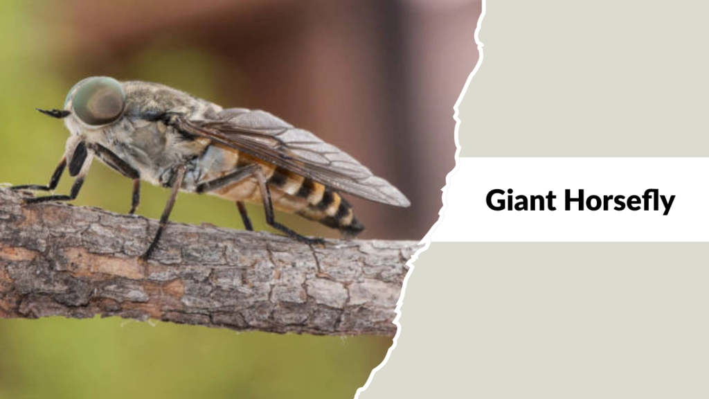 Giant Horsefly