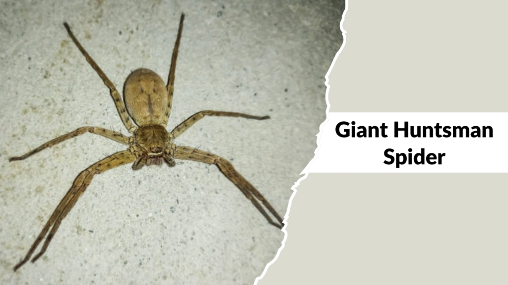 Giant Huntsman Spider