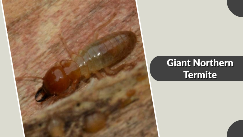 Giant Northern Termite