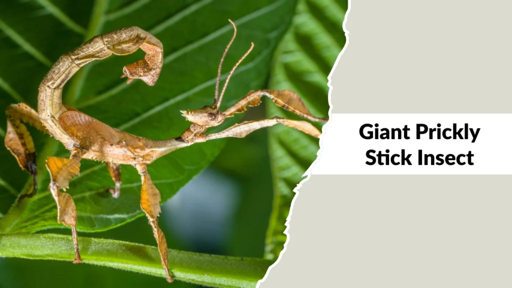 Giant Prickly Stick Insect